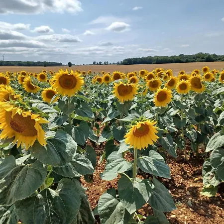 De La Vienne Chaunay